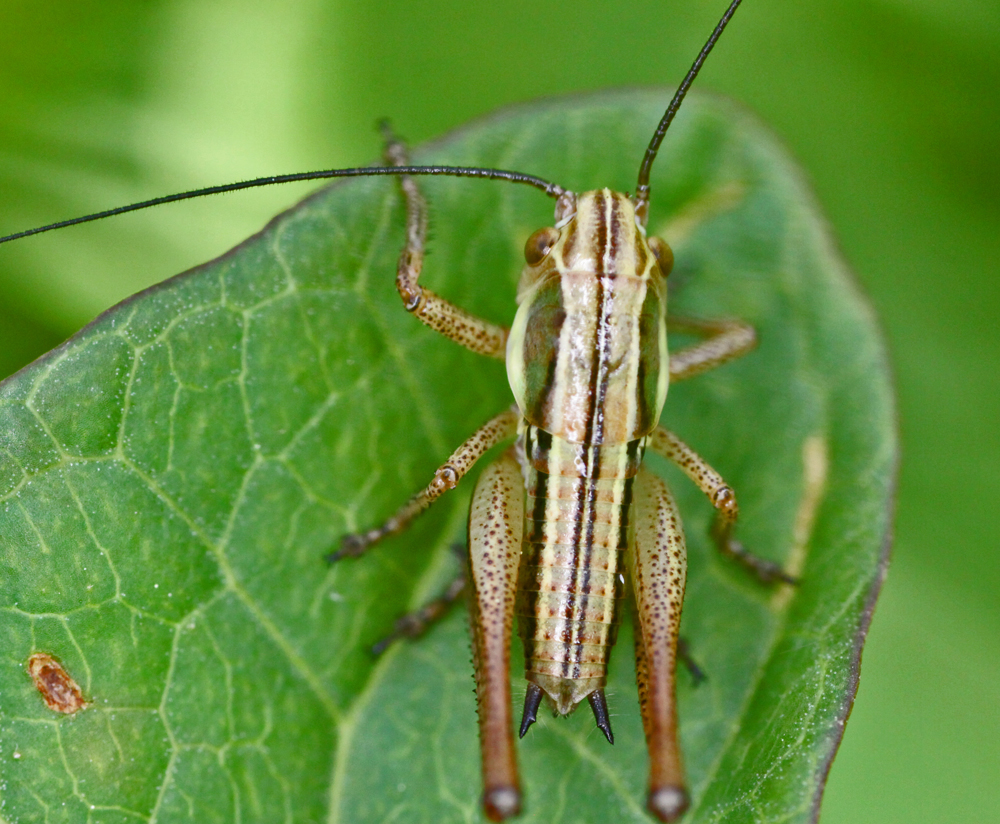 VERNONMARSH6122011MACROVJT280X1000.jpg