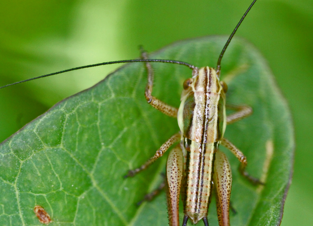 VERNONMARSH6122011MACROVJT281X1000.jpg