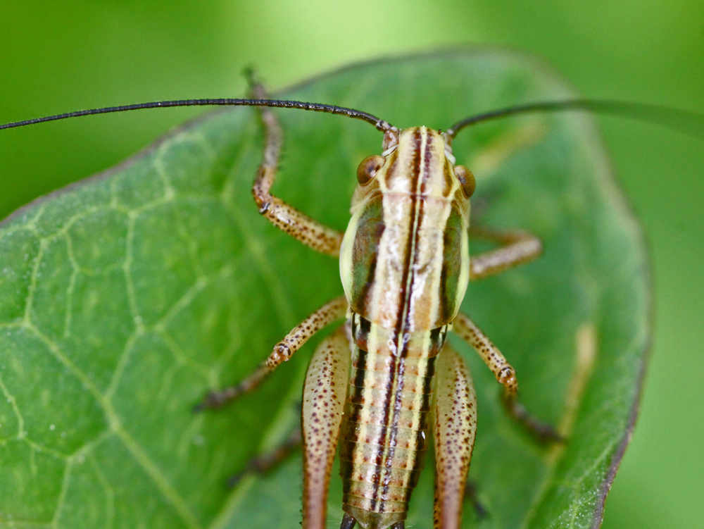 VERNONMARSH6122011MACROVJT284X1000.jpg