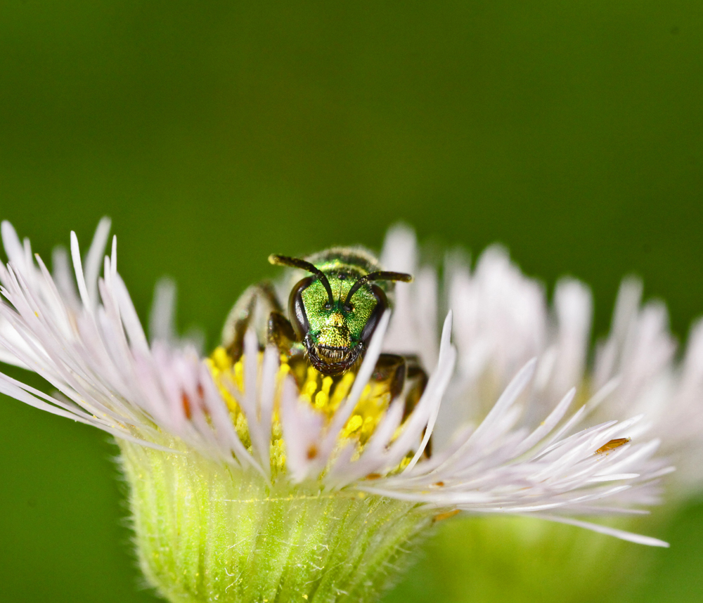 VERNONMARSH6122011MACROVJT285X1000X1.jpg