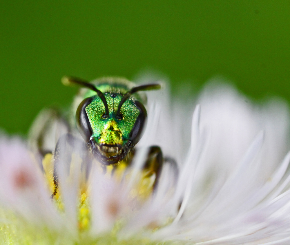 VERNONMARSH6122011MACROVJT288X1000X2.jpg