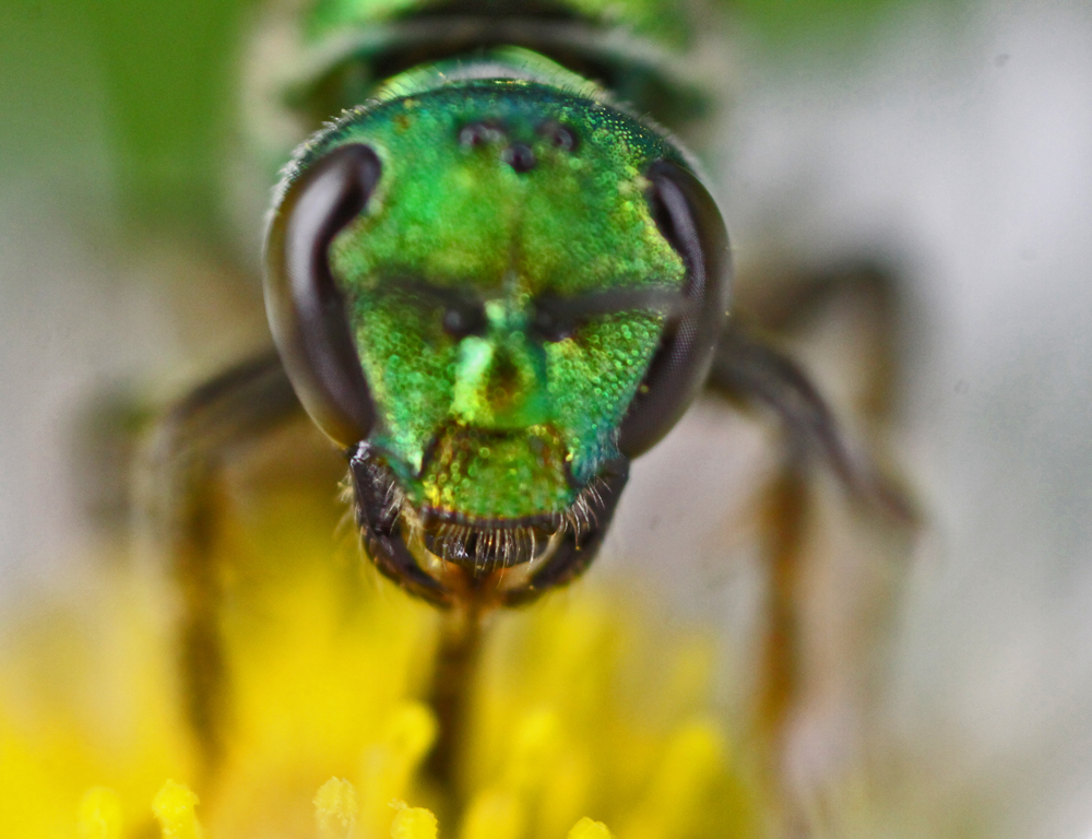 VERNONMARSH6122011MACROVJT294X1000X3.jpg