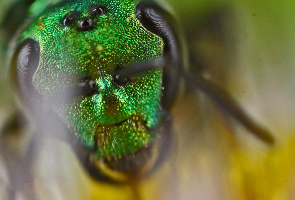 VERNONMARSH6122011MACROVJT306X1000X5.jpg
