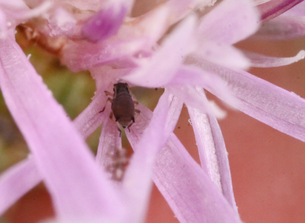 VERNONSOUTHERNMACRO7302011VJT095X1000.jpg