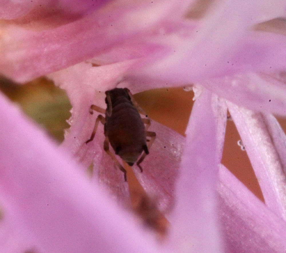 VERNONSOUTHERNMACRO7302011VJT095X1000.jpg