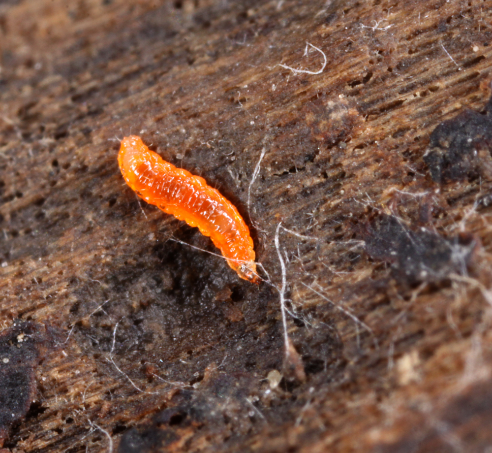 VICTORMACRO5012011088X2X10000.jpg