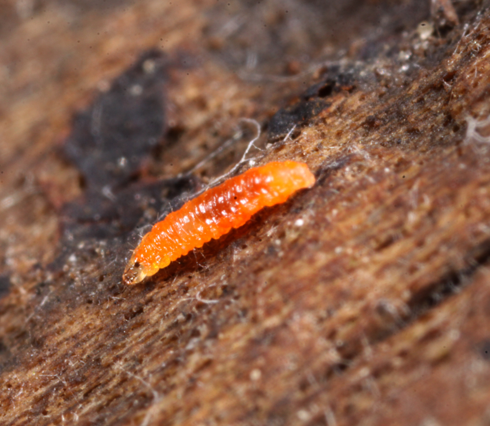 VICTORMACRO50120110211X1000.jpg
