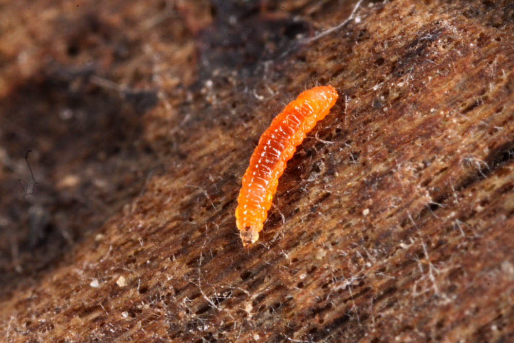 VICTORMACRO50120110211X1000.jpg