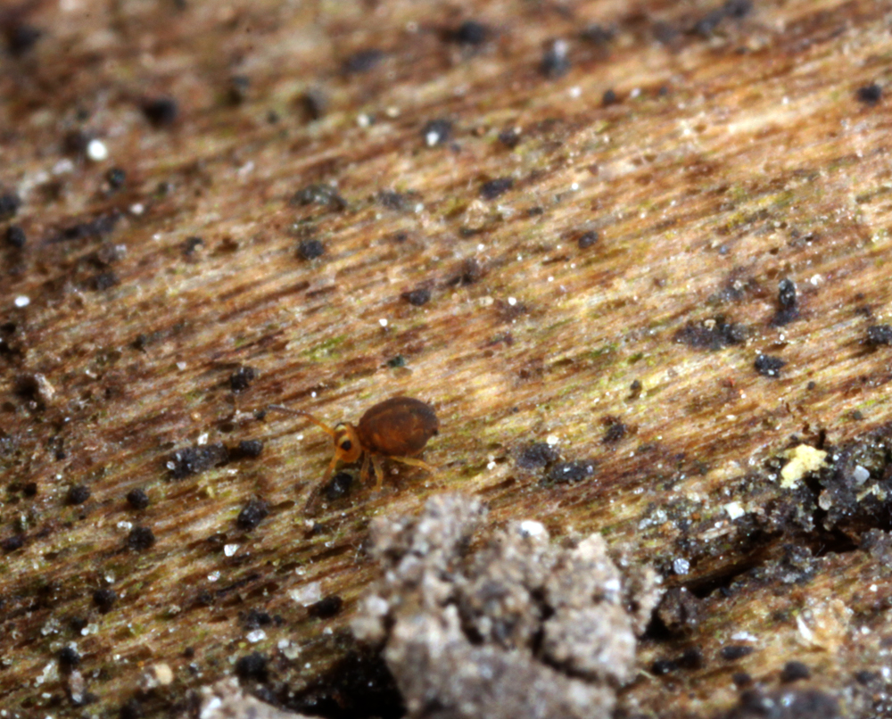 VICTORMACRO5012011115X1X1000.jpg