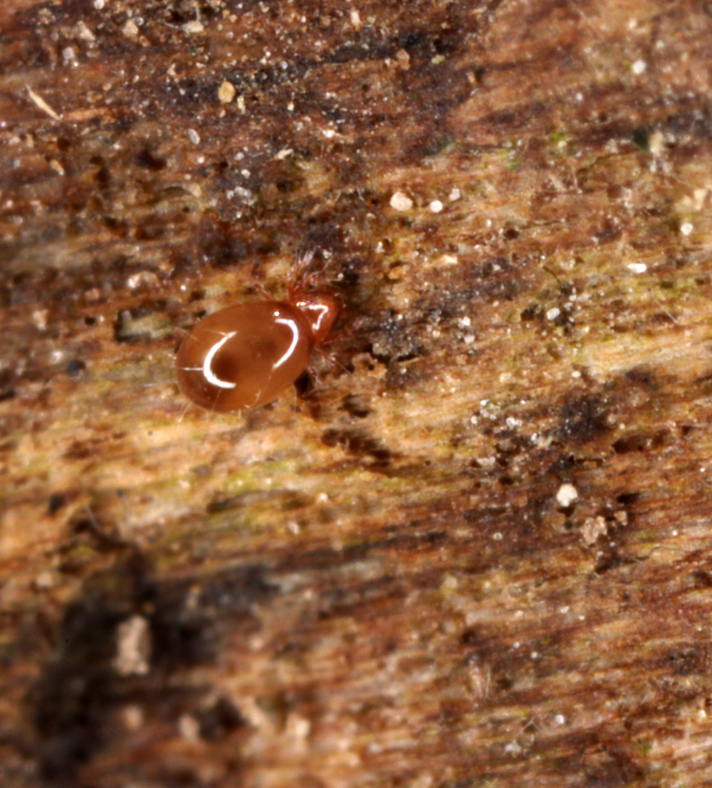 VICTORMACRO5012011118X2X1000.jpg
