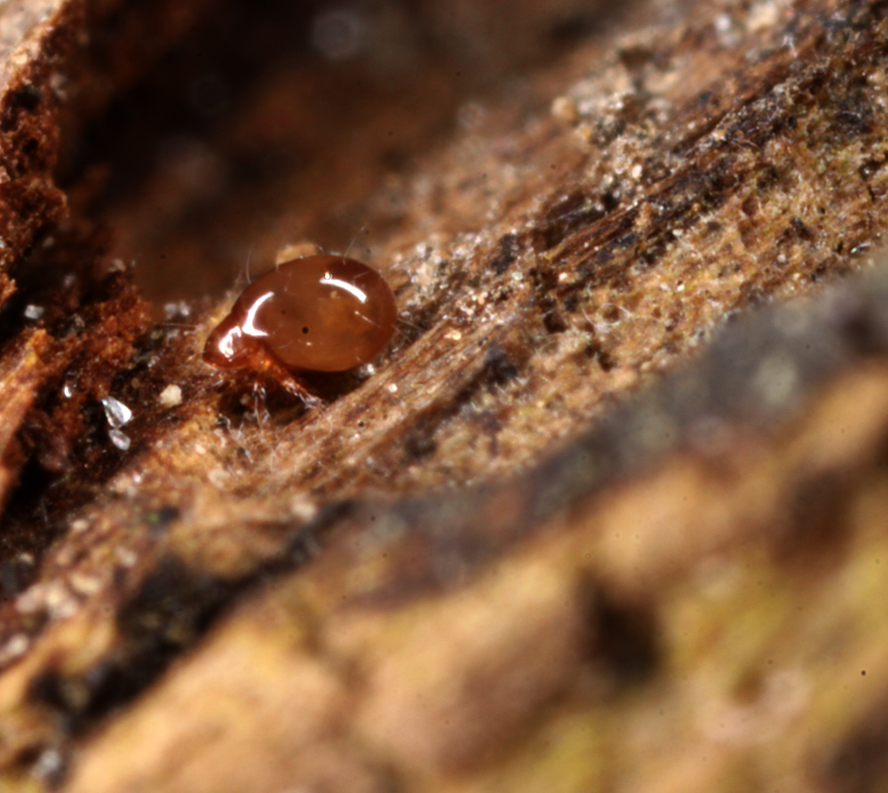 VICTORMACRO5012011112x1x1000.jpg