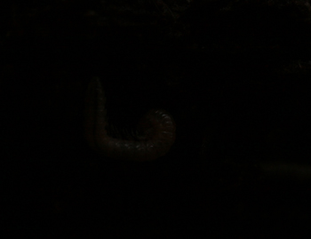 VICTORMACRO5082012x350.jpg