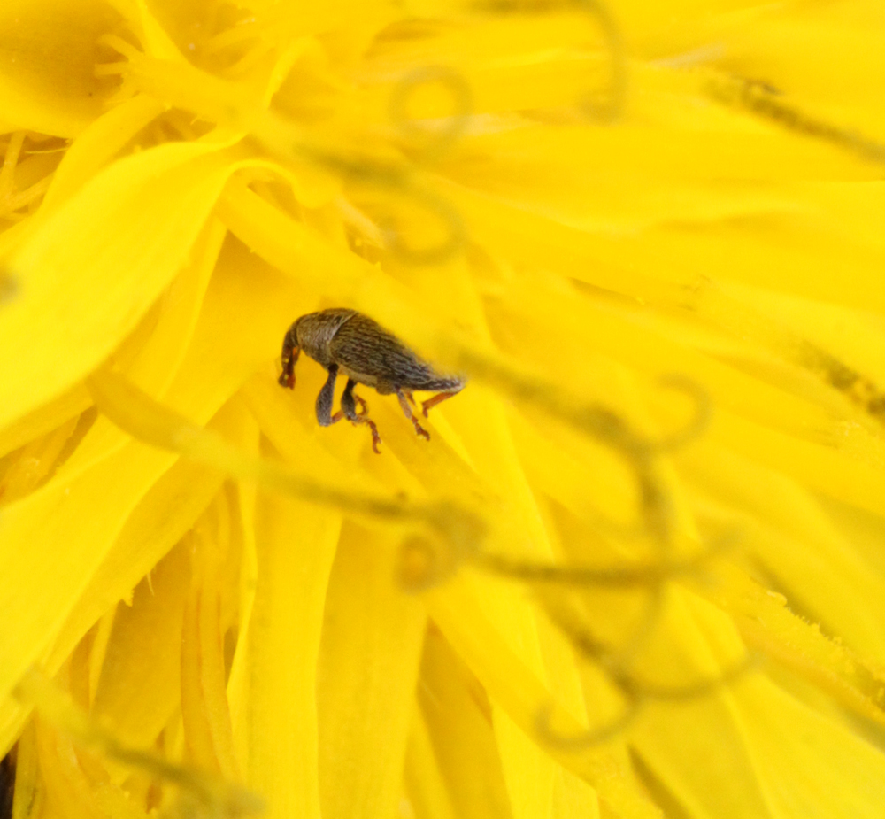 VICTORMACRO5122011014x1x1000.jpg