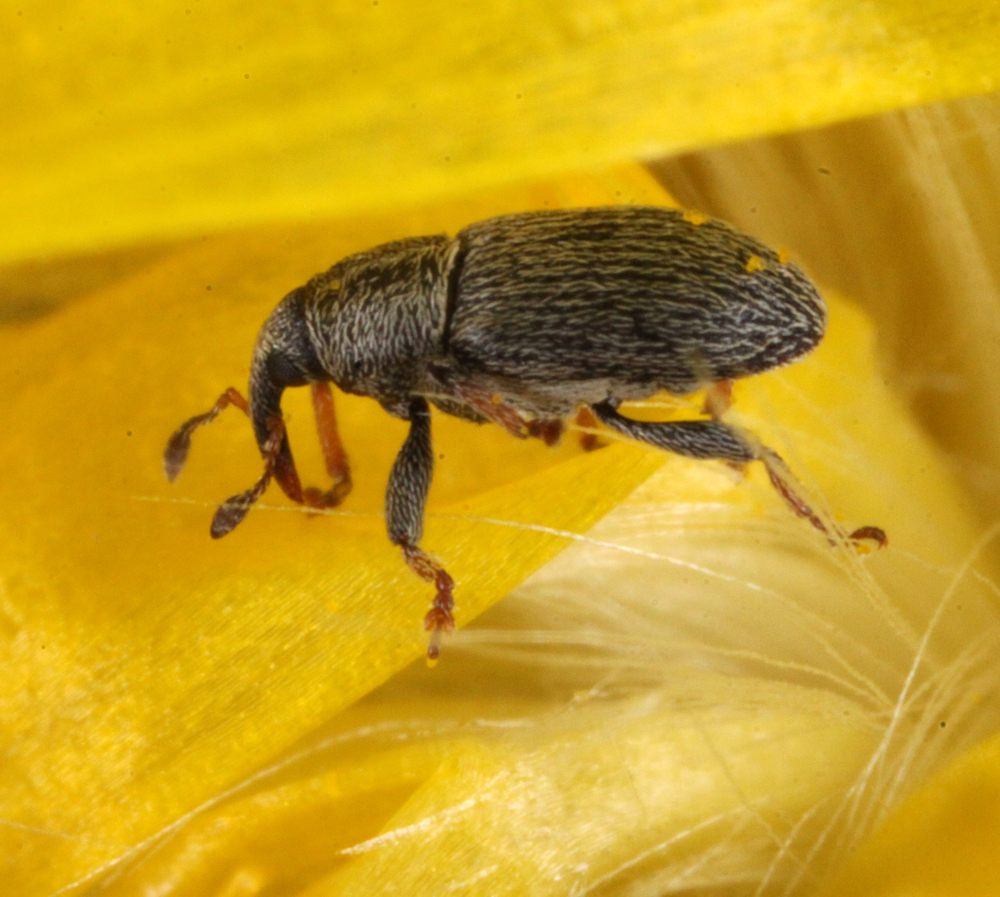 VICTORMACRO5122011028x2x1000.jpg
