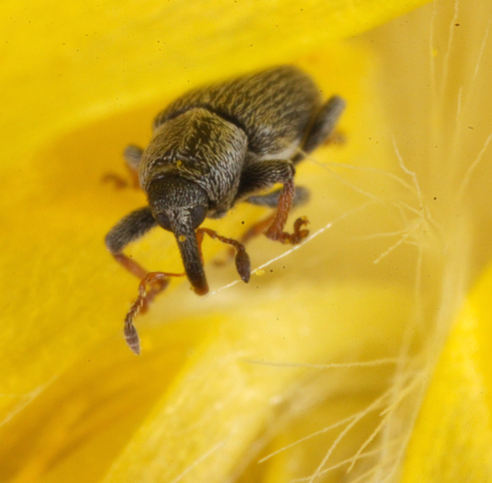 VICTORMACRO5122011038x3x1000.jpg