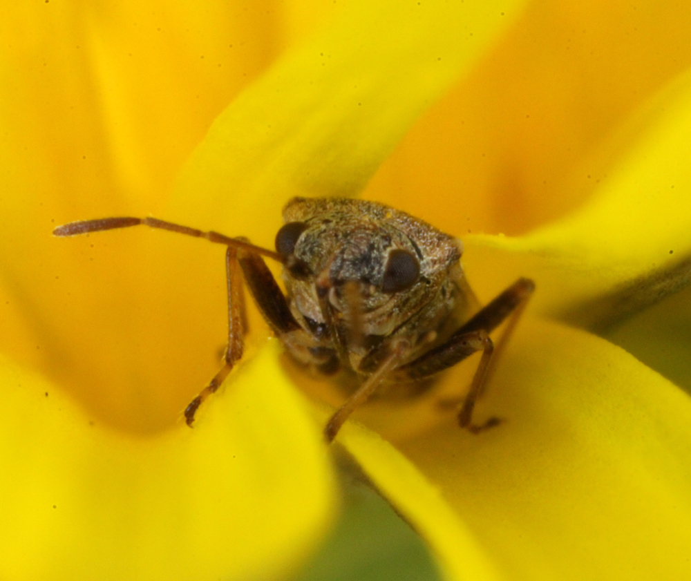 VICTORMACRO5122011054x4x1000.jpg