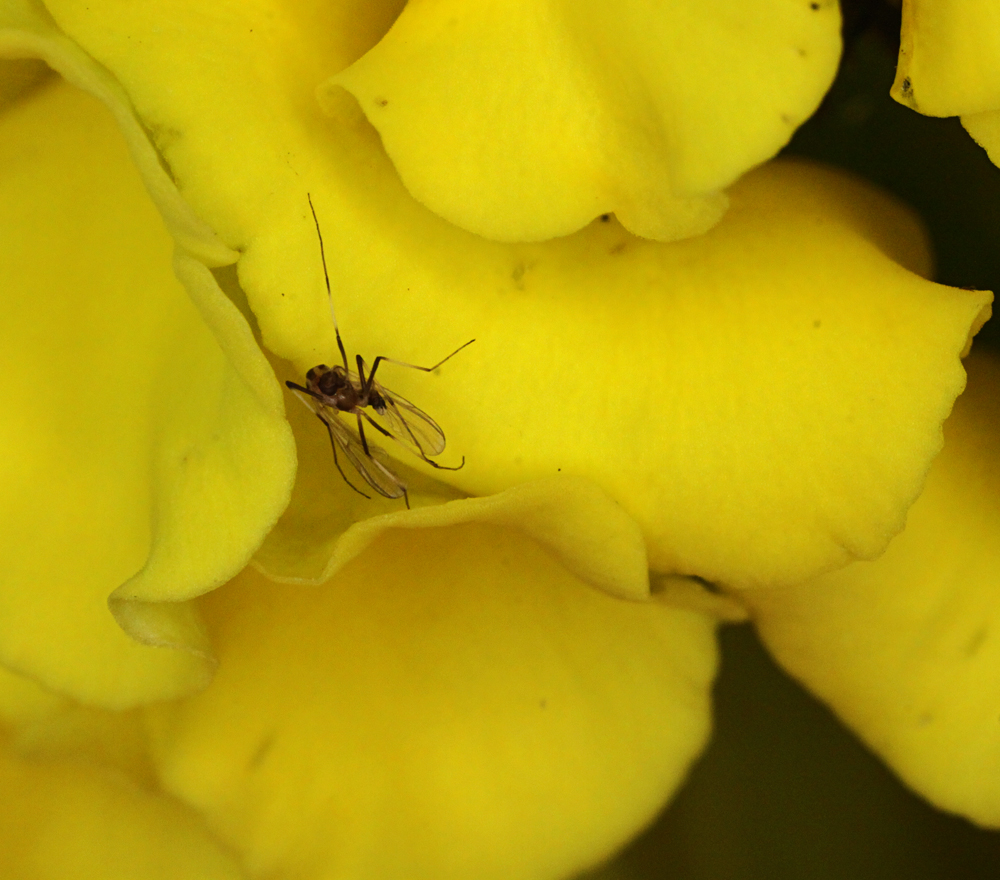 VICTORMACRO9112011046X1000.jpg