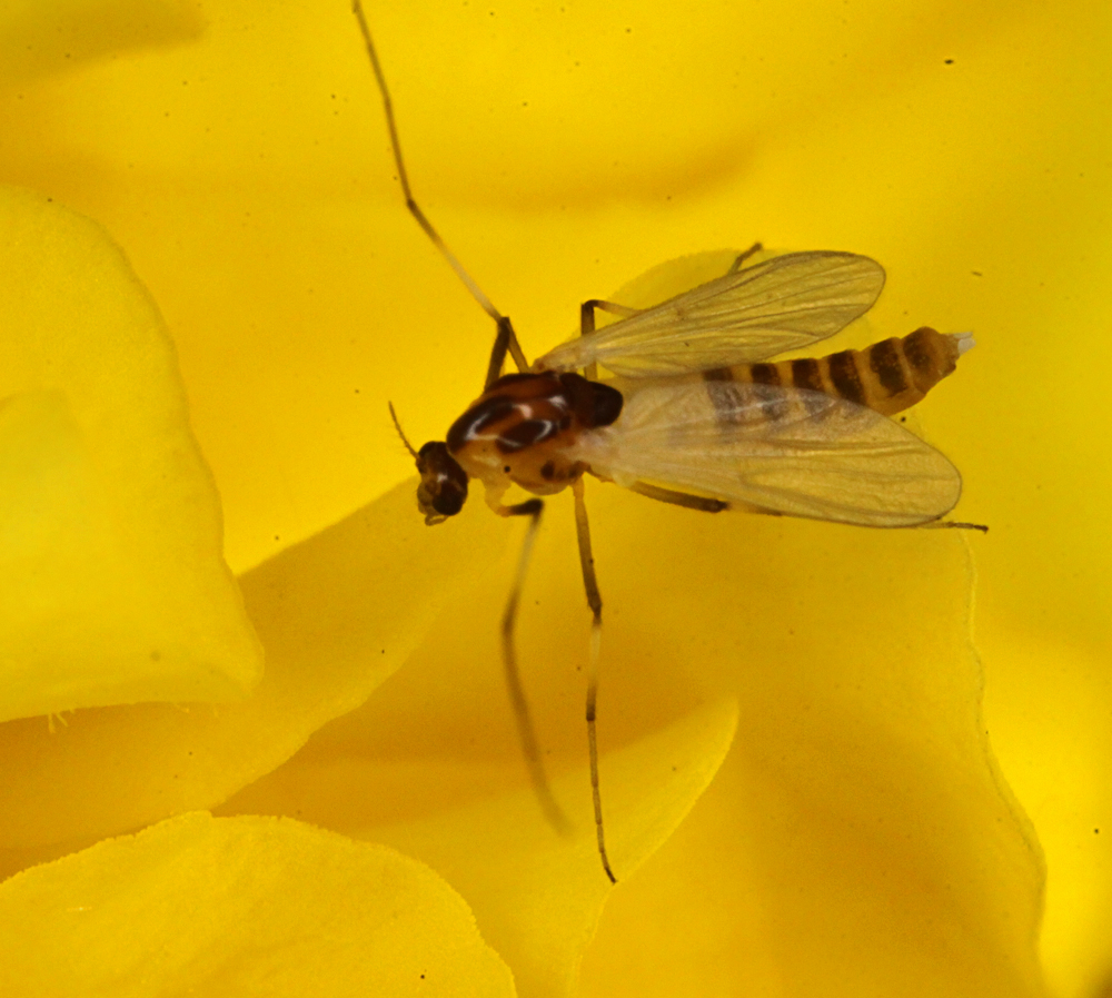 VICTORMACRO9112011046X1000.jpg