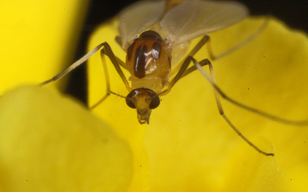 VICTORMACRO9112011046X1000.jpg