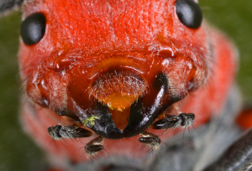 VM8092013MACROVJT130x1000.jpg