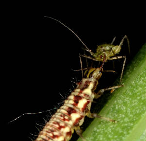 VictorMacro7122008116x800_jpg_w300h290.jpg