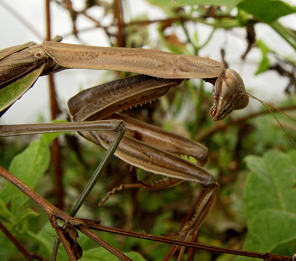 VictorMacroPrayingMantis048X1000.jpg