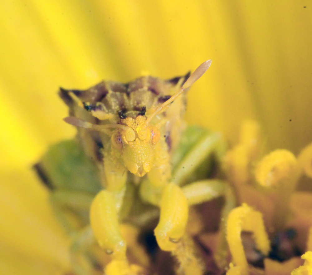 vernonsouth8242011macrovjt116X1000.jpg